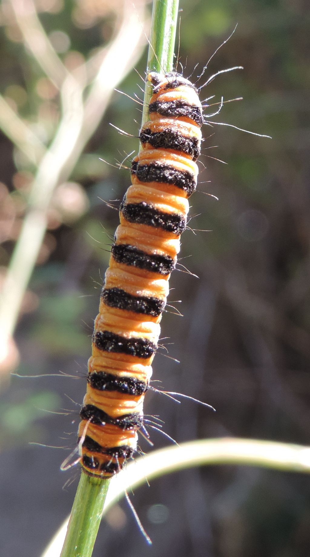 Tyria jacobaeae (Linnaeus, 1758), Erebidae Arctiinae