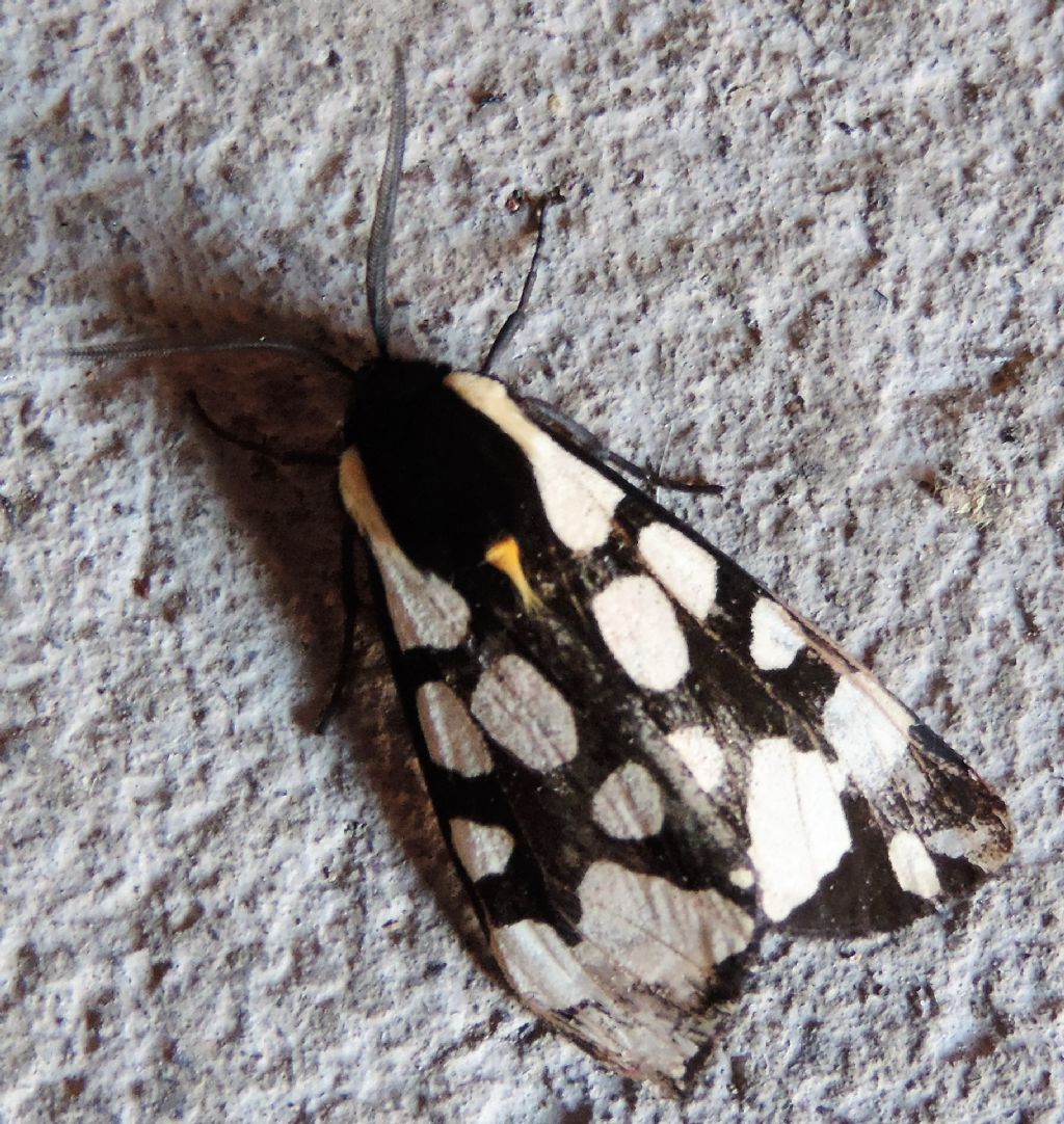 Arctia villica (Linnaeus, 1758) Valle del Fiume Marta VT