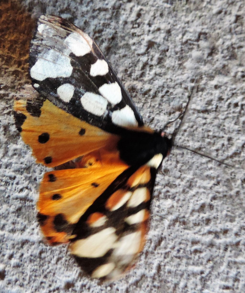 Arctia villica (Linnaeus, 1758) Valle del Fiume Marta VT