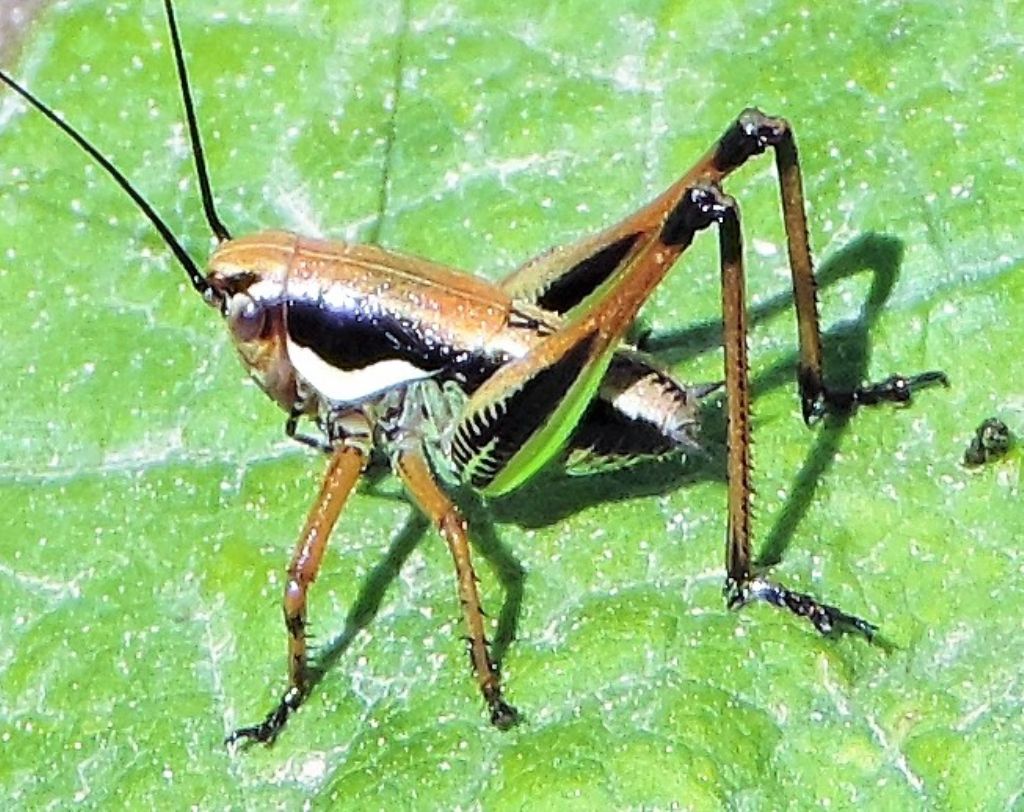 Eupholidoptera chabrieri chabrieri ?....Eupholidoptera sp.