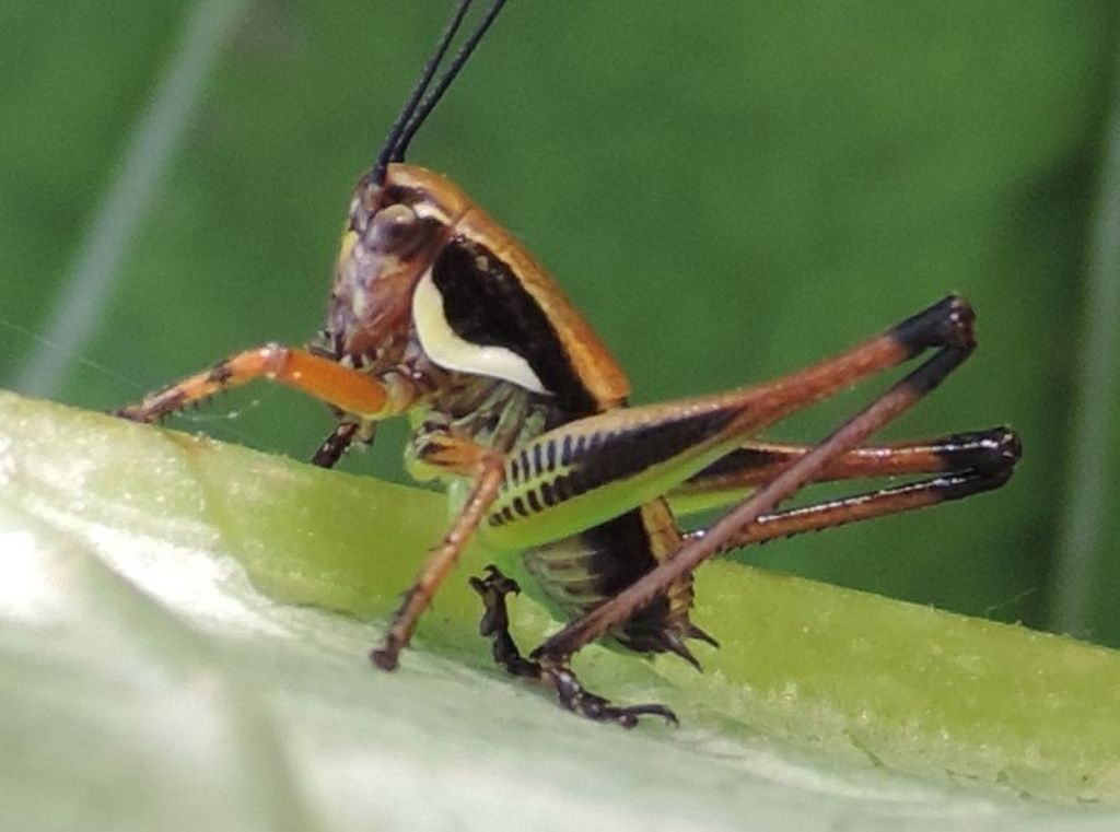 Eupholidoptera chabrieri chabrieri ?....Eupholidoptera sp.