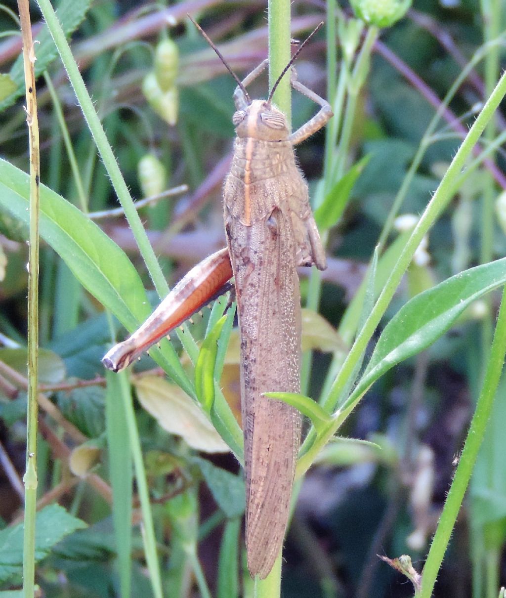 Anacridium aegyptium (Linnaeus, 1764)