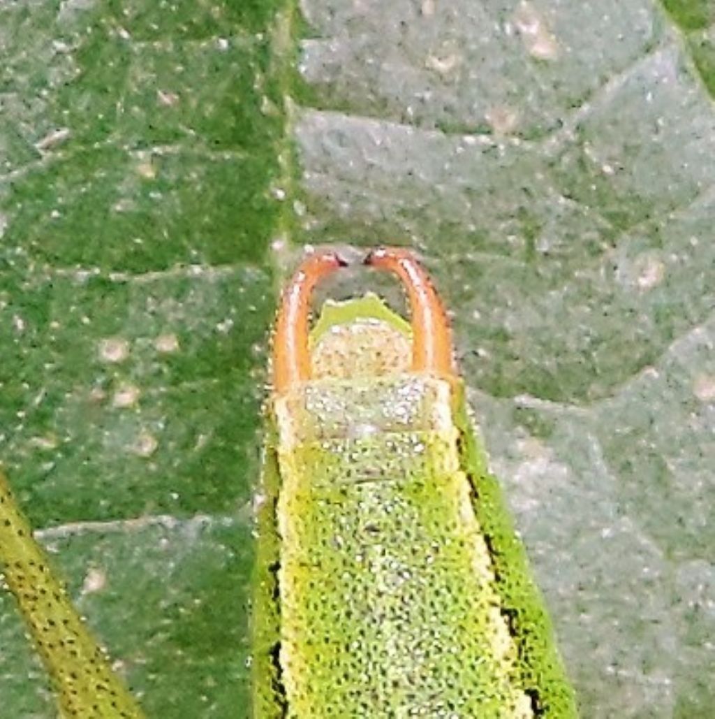 Phaneropteridae. Metaplastes pulchripennis ? No, Poecilimon superbus jonicus