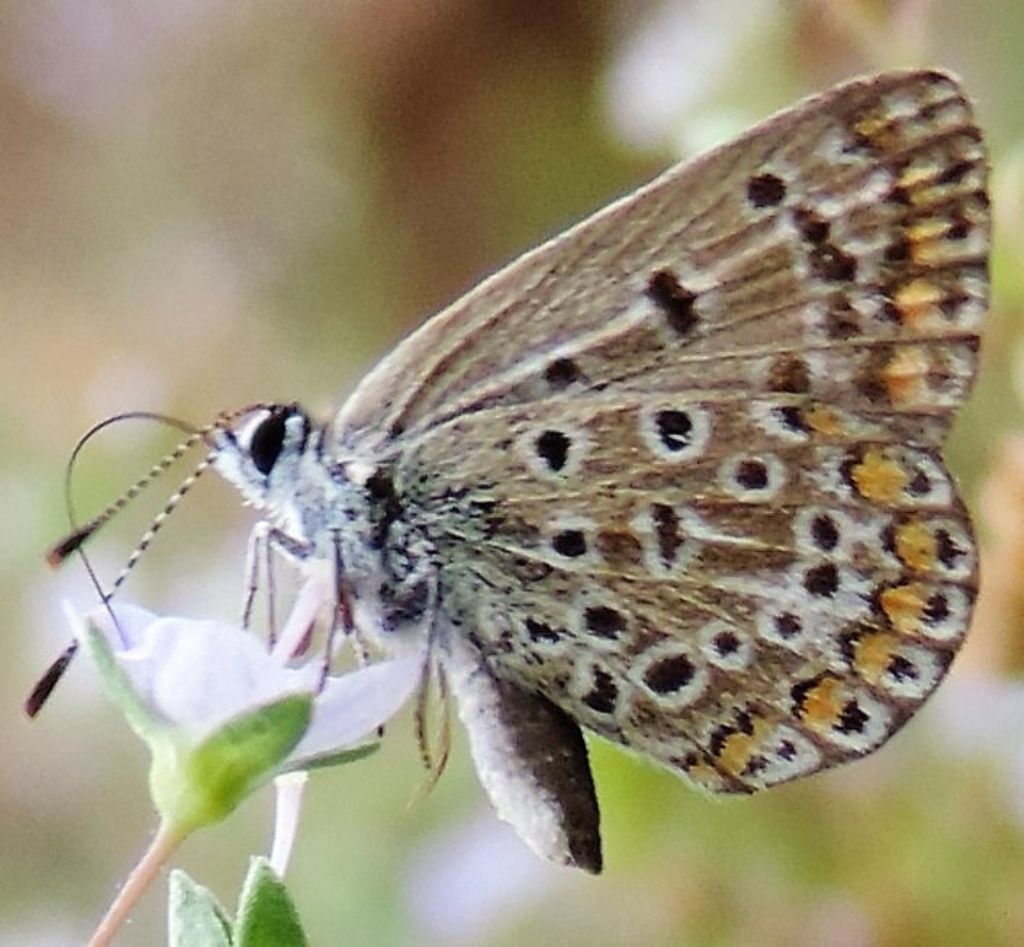 Polyommatus icarus?