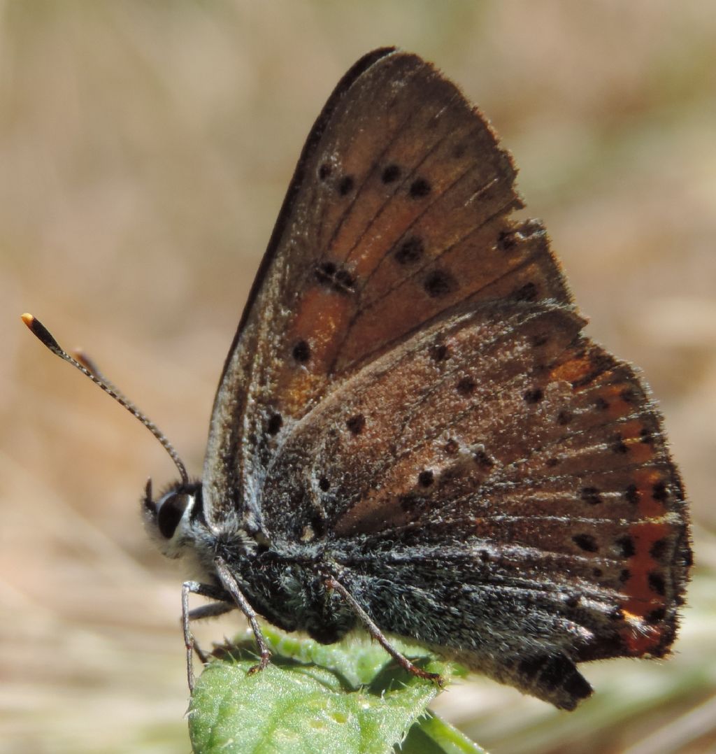 Lycaena alciphron?