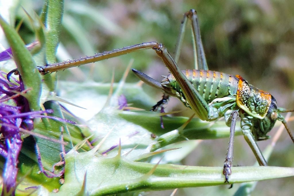 Uromenus (Bolivarius) elegans (Fischer, 1853)?  S !