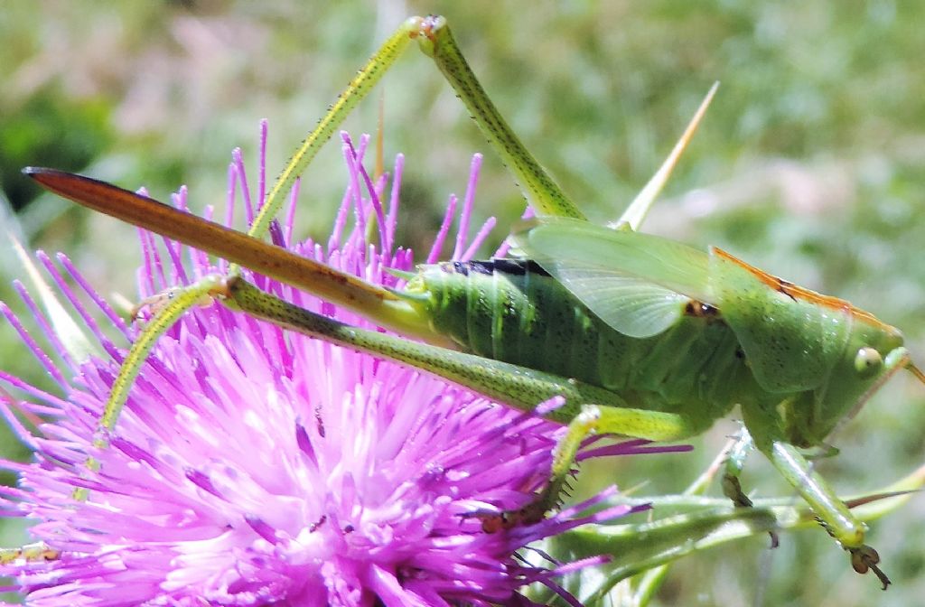 Tettigonia viridissima (Linnaeus, 1758)? S !