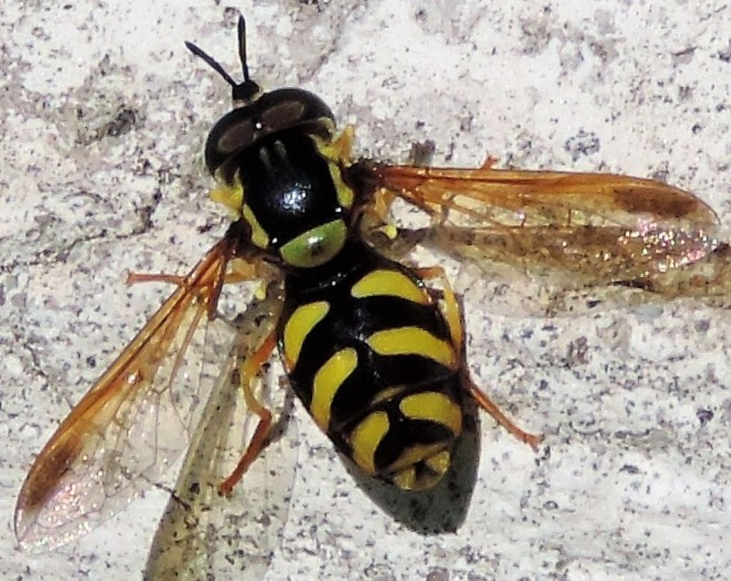 Syrphidae: Chrysotoxum sp.