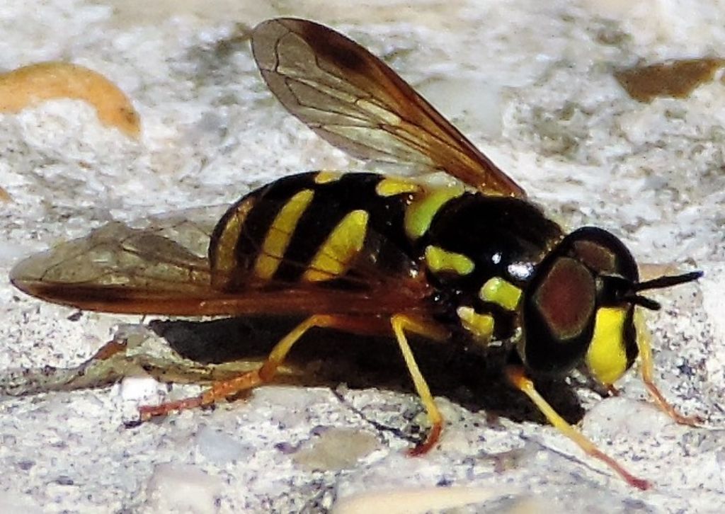 Syrphidae: Chrysotoxum sp.