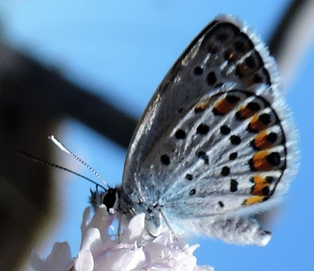 Plebejus argus, Lycaenidae