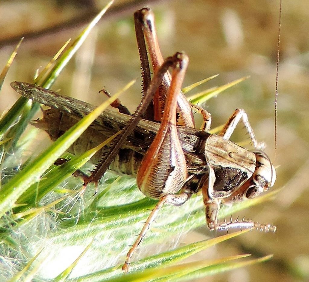 Montana stricta ?  S  !