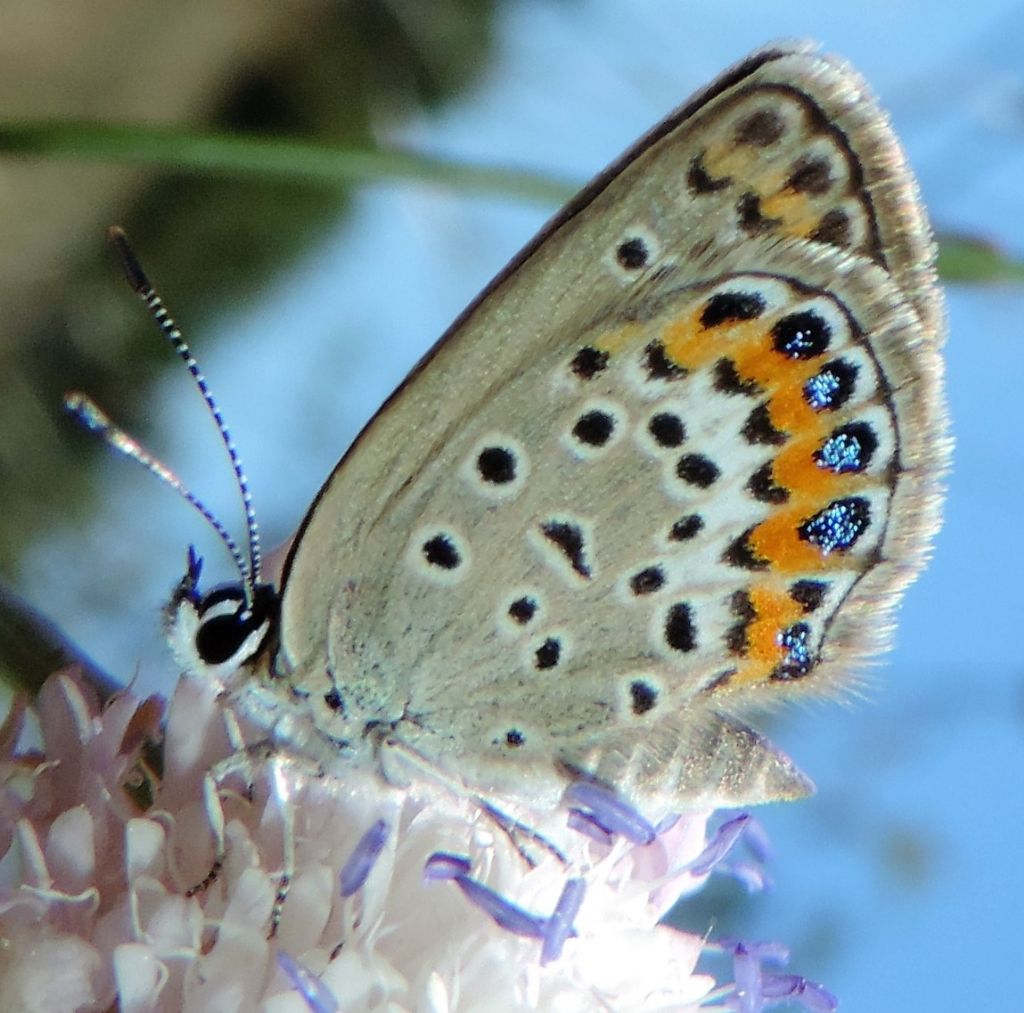 Plebejus argus, Lycaenidae