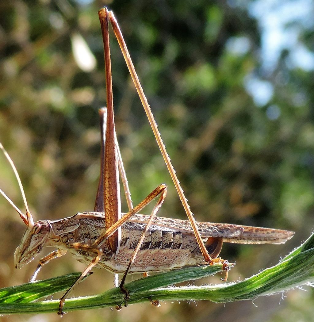 Tylopsis lilifolia (Fabricius, 1793)