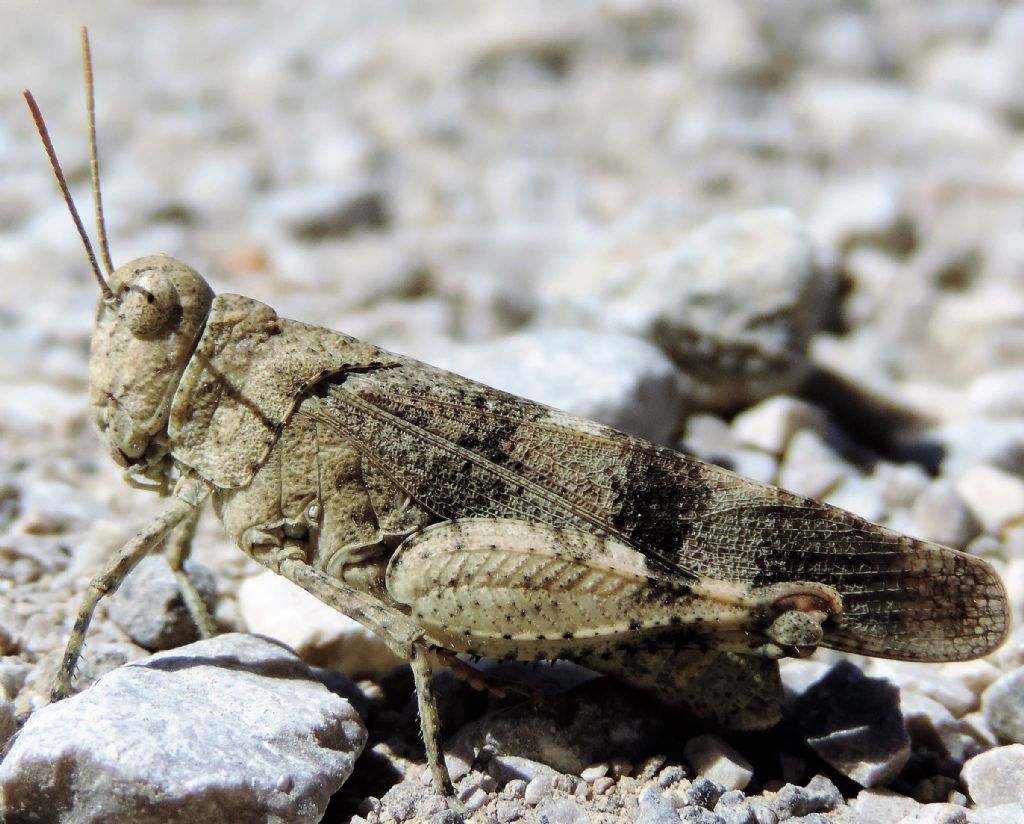 Oedipoda germanica germanica (Latreille, 1804)