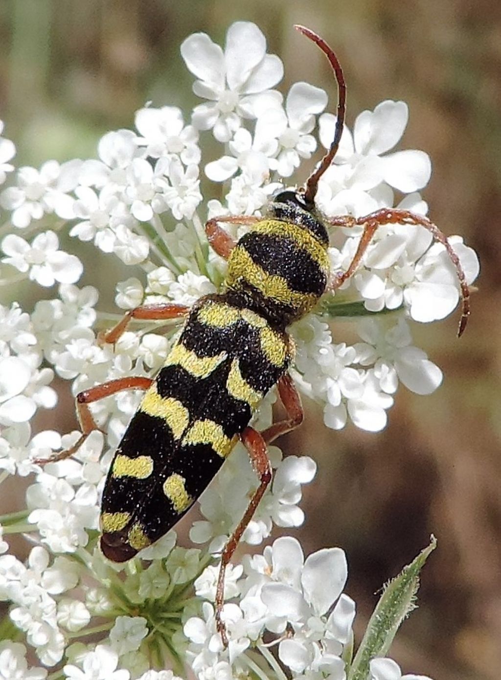 Cerambycidae: Plagionotus floralis?  S !