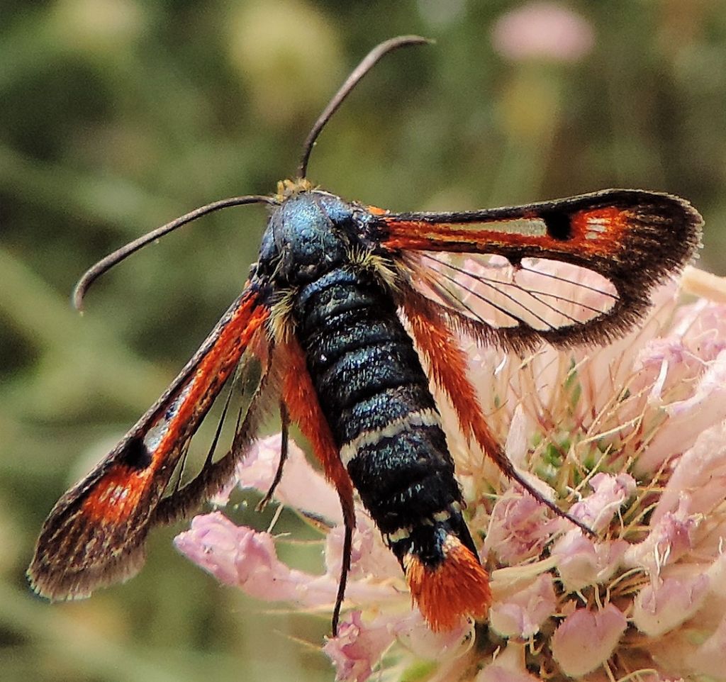 Pyropteron chrysidiformis (Sesiidae)