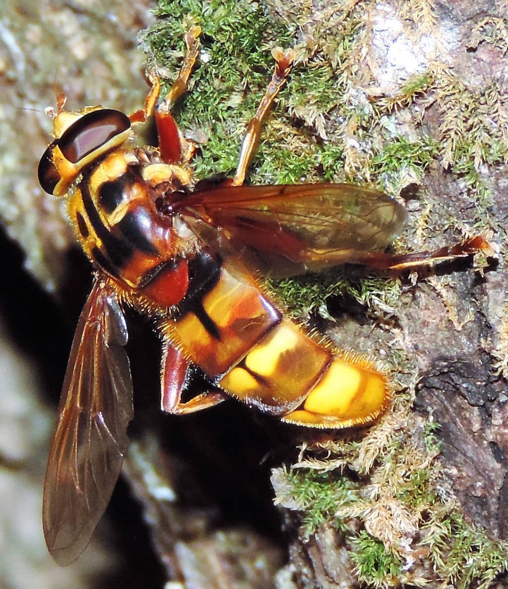 Syrphidae: Milesia crabronifinormis?  S !