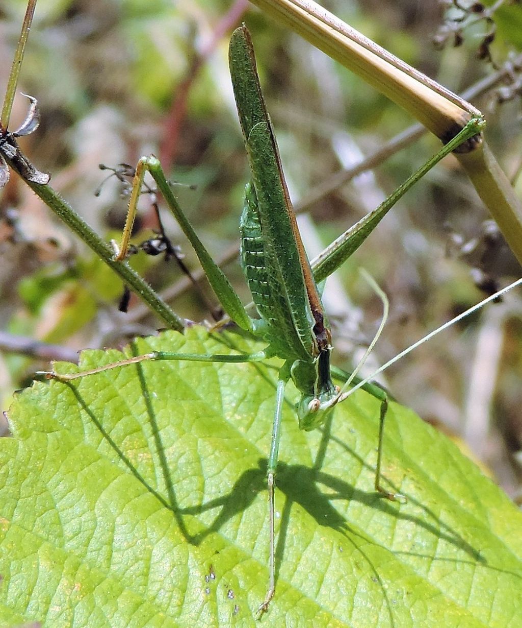 Tylopsis lilifolia (Phaneropteridae)