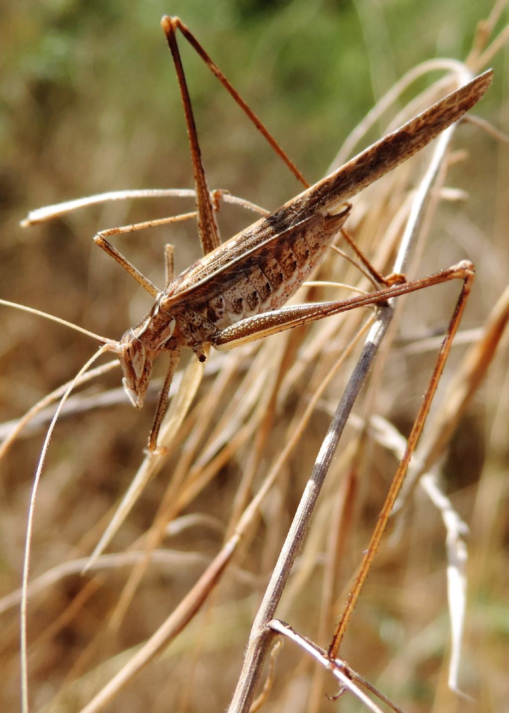 Tylopsis lilifolia (Phaneropteridae)