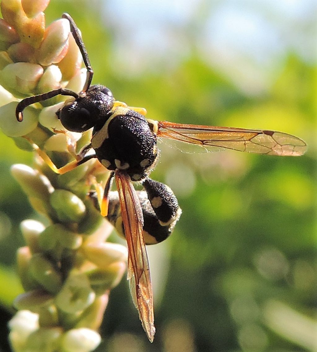 Maschio di Eumenes sp., Vespidae Eumeninae