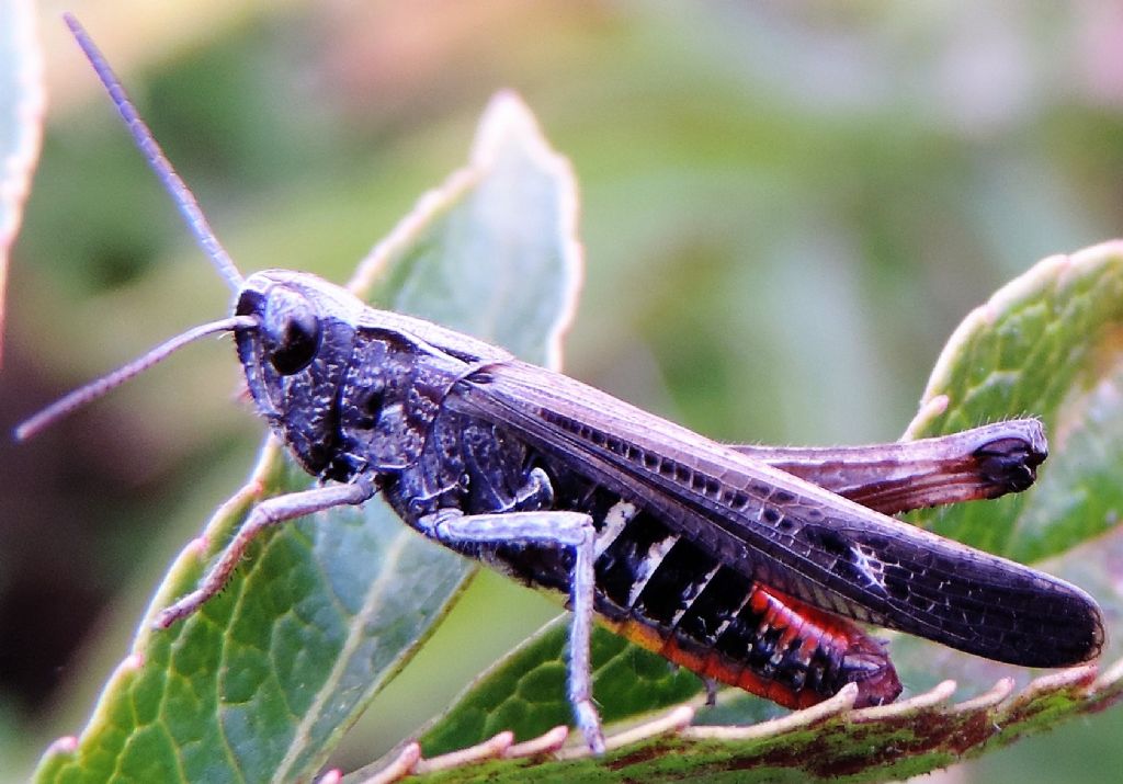 Omocestus rufipes