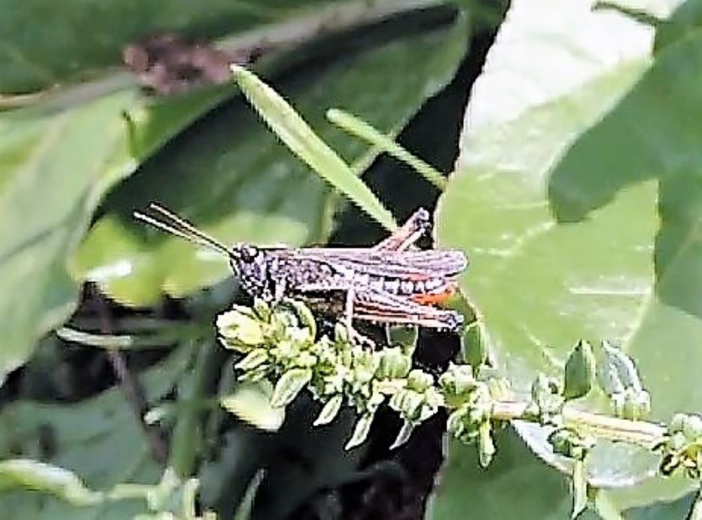 Omocestus rufipes