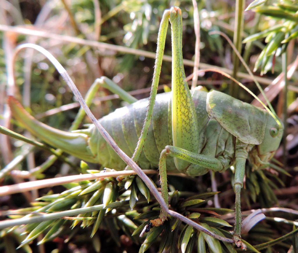 Polysarcus denticauda