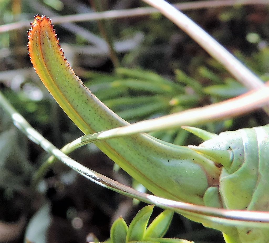 Polysarcus denticauda