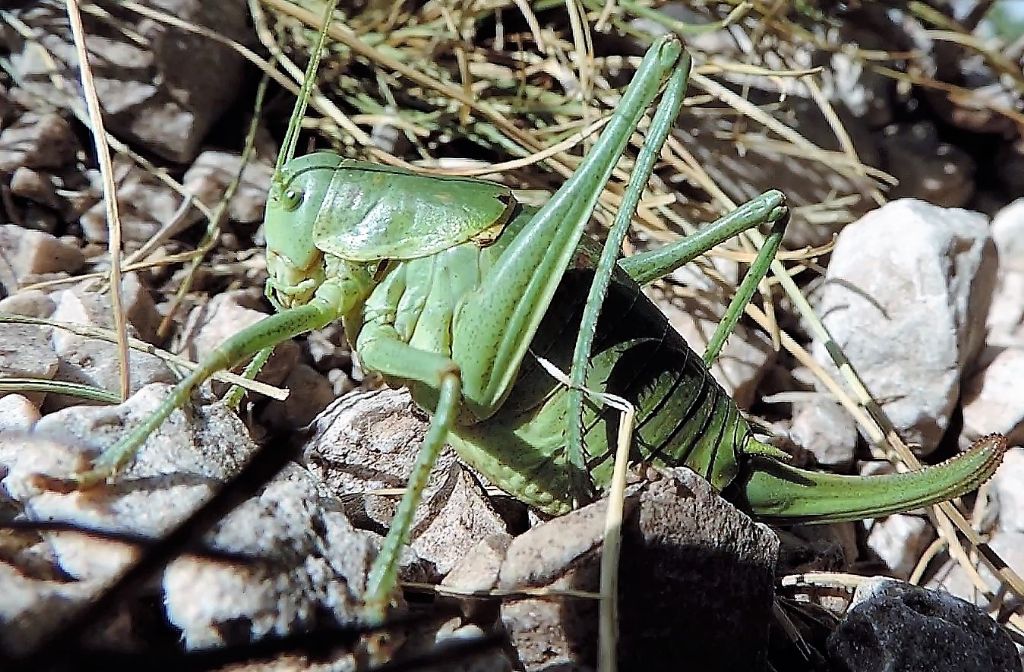 Polysarcus denticauda