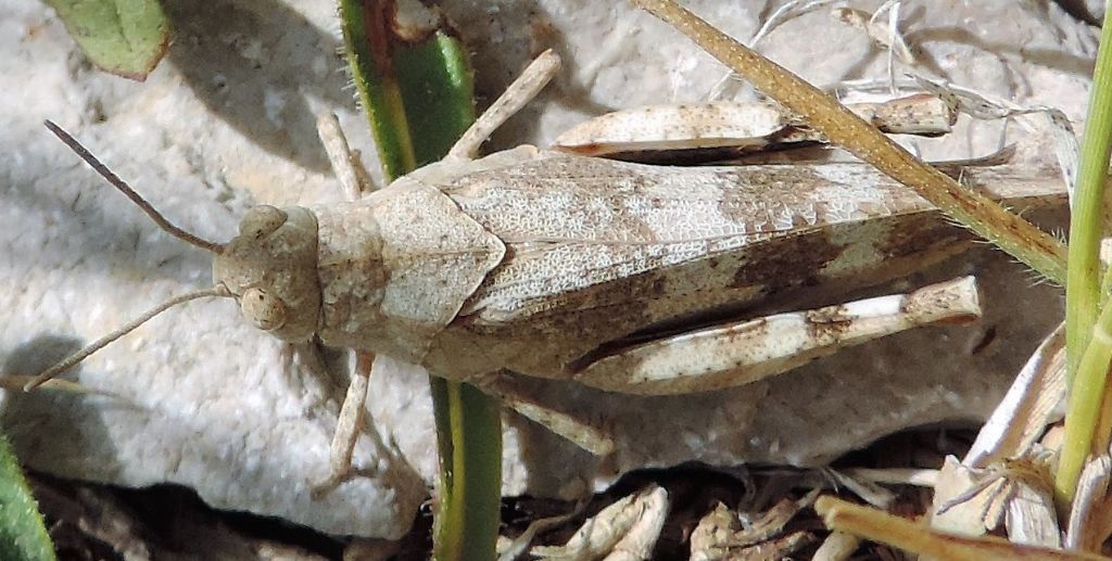 Oedipoda germanica