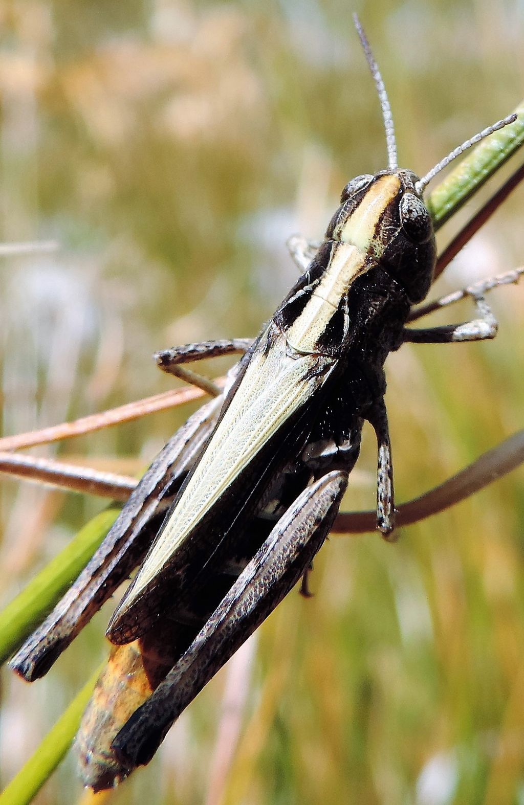 Omocestus haemorrhoidalis e Stenobothrus apenninus