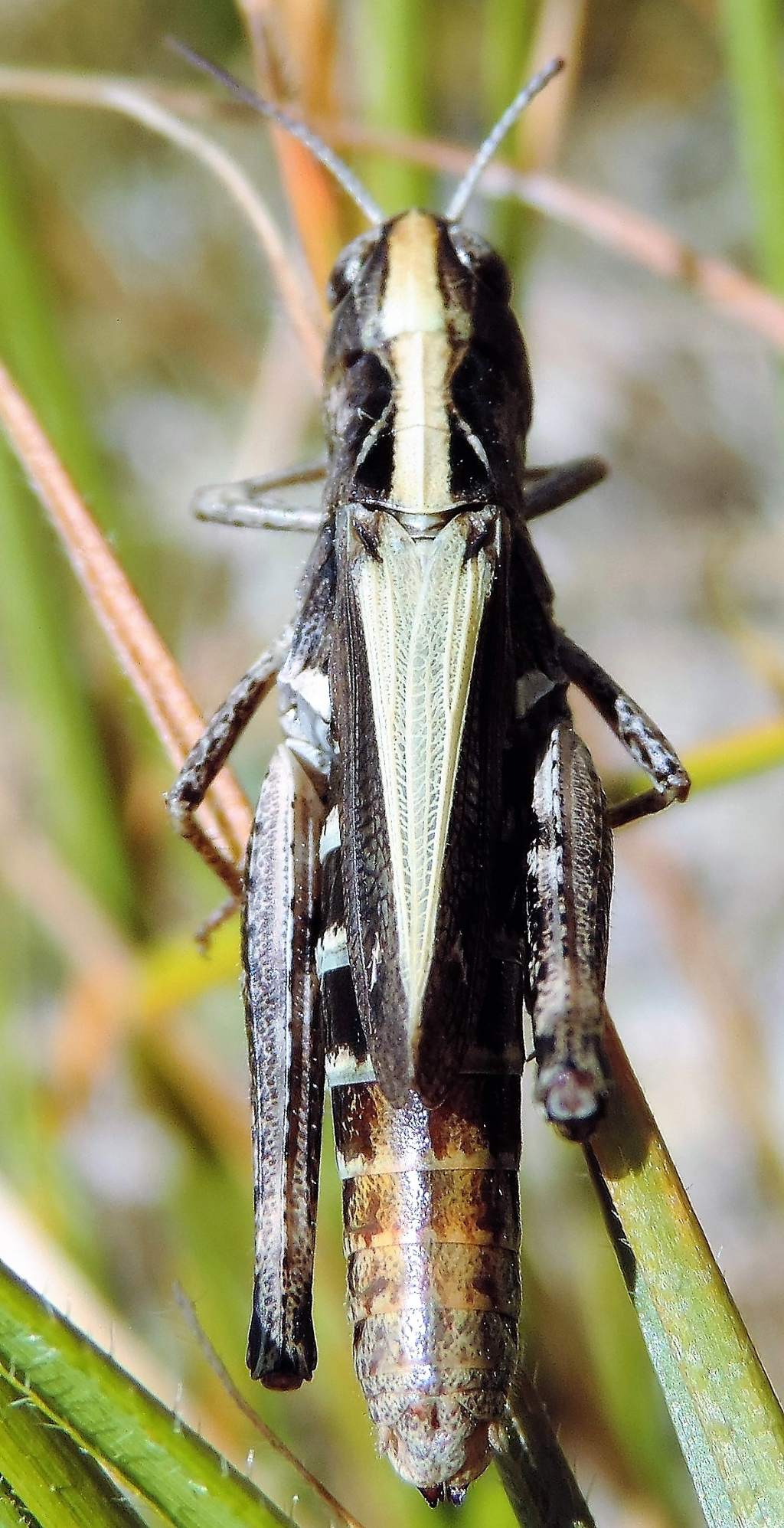 Omocestus haemorrhoidalis e Stenobothrus apenninus