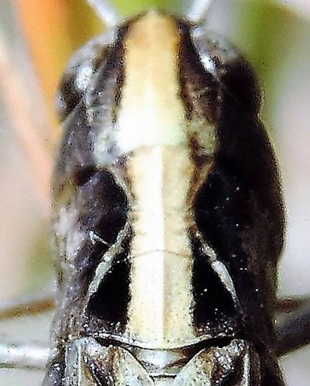 Omocestus haemorrhoidalis e Stenobothrus apenninus