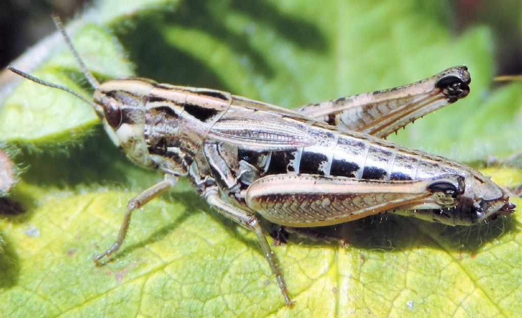 Omocestus haemorrhoidalis e Stenobothrus apenninus