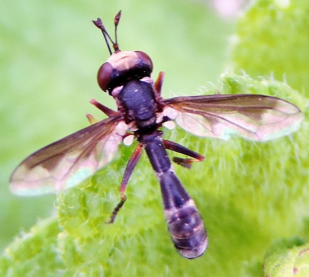 Conopidae: Physocephala sp.