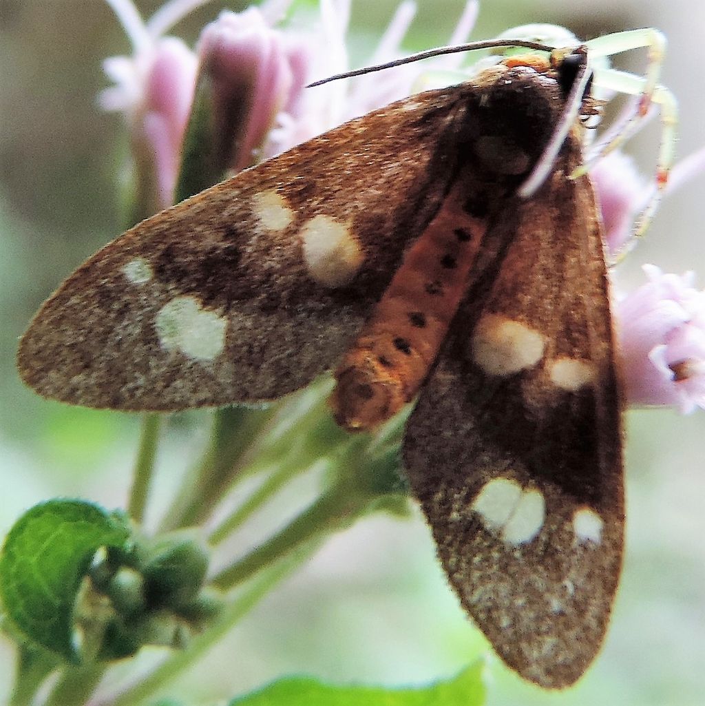 Da determinare 1 - Dysauxes famula, Erebidae Arctiinae