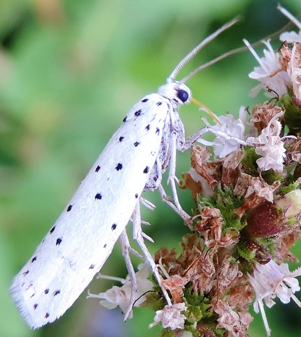 Da determinare 2 - Yponomeutidae