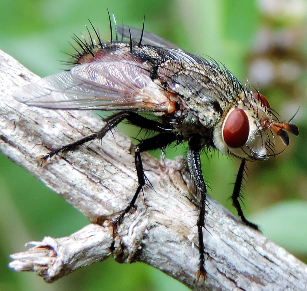 Tachinidae?  S, Peleteria iavana