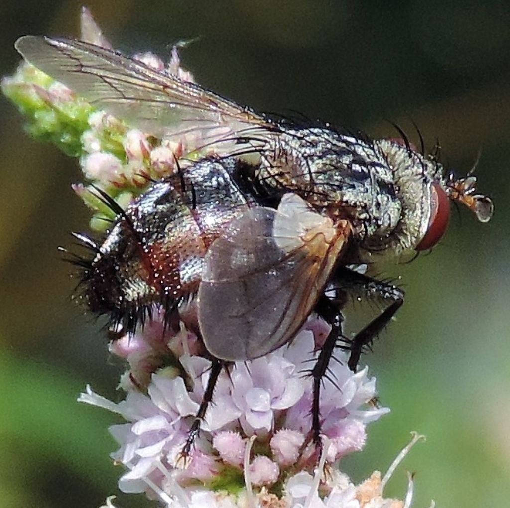 Tachinidae?  S, Peleteria iavana