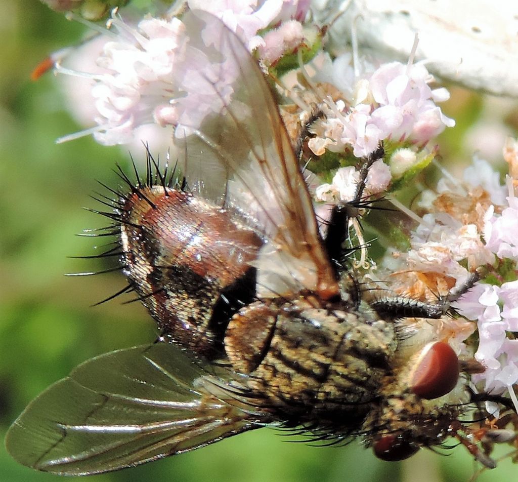 Tachinidae?  S, Peleteria iavana