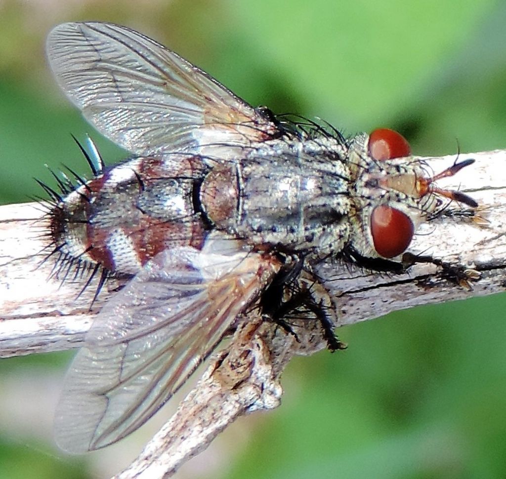 Tachinidae?  S, Peleteria iavana