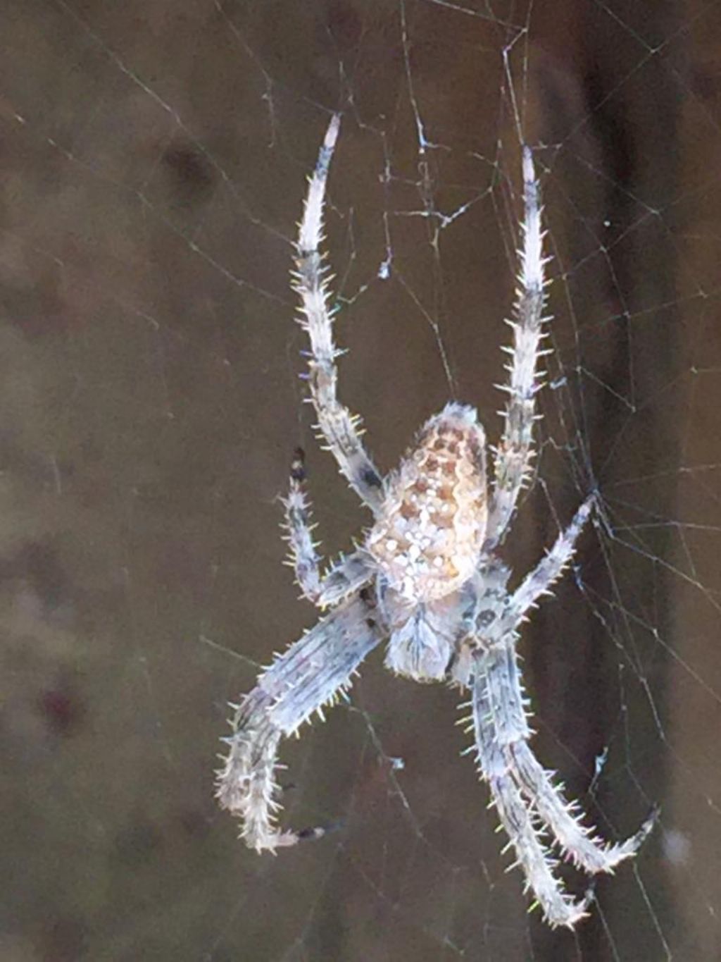 Araneus diadematus - Bracciano (RM)