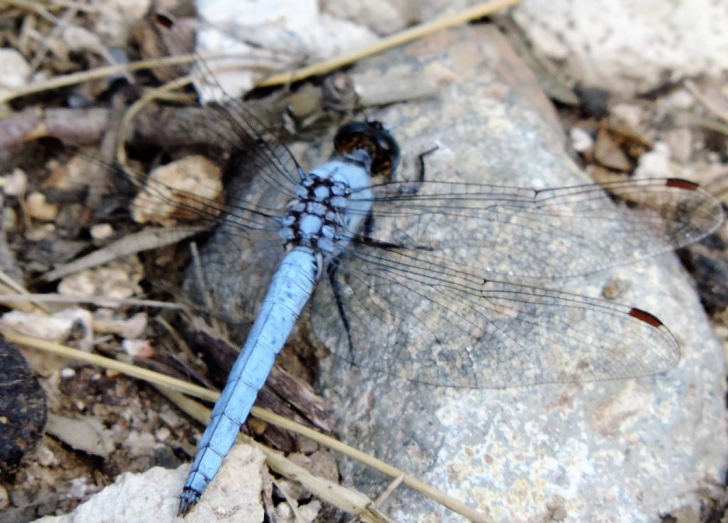 Orthetrum brunneum?  S !