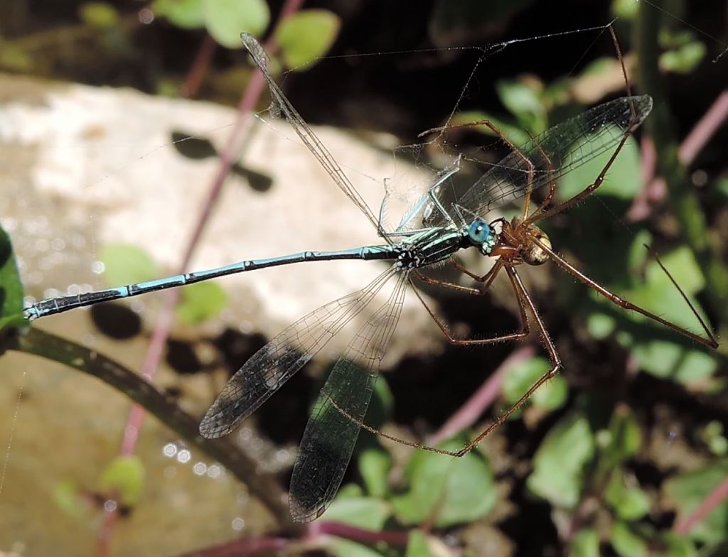 Tetragnatha sp. (che preda Platycnemis pennipes) - Tolfa (RM)