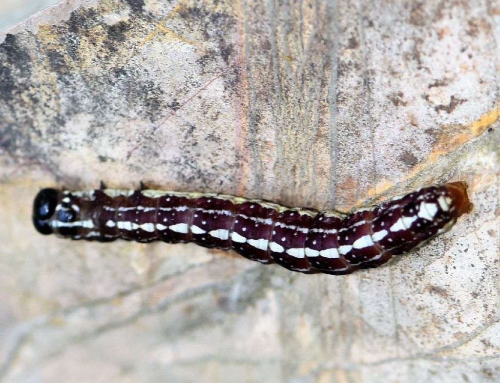 Bruco da determinare - Dicycla oo, Noctuidae