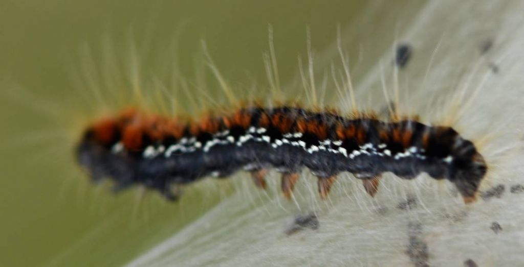 Bruchi in nido da determinare - Eriogaster (Eriogaster) lanestris, Lasiocampidae