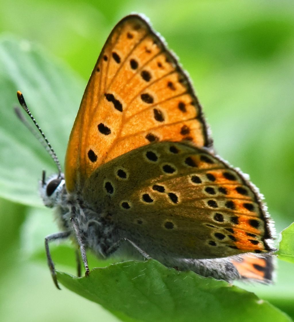 Lycaena thersamon?