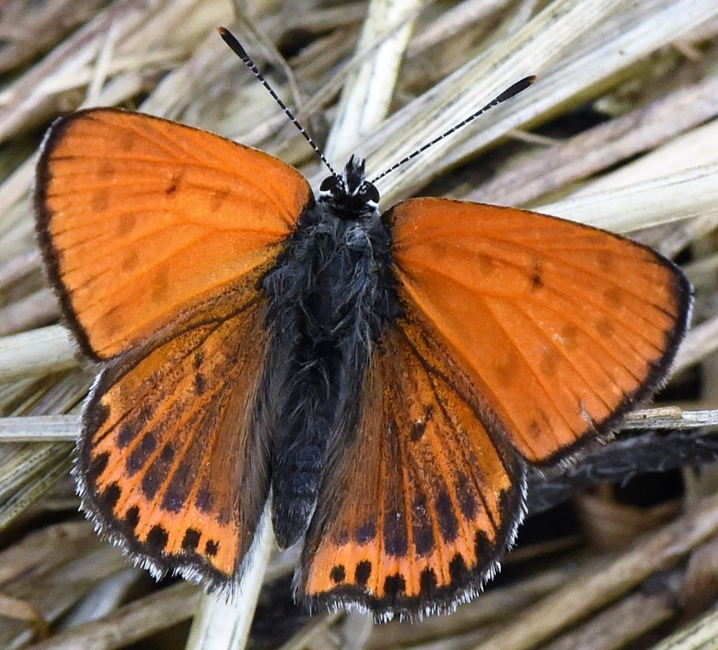 Lycaena thersamon?