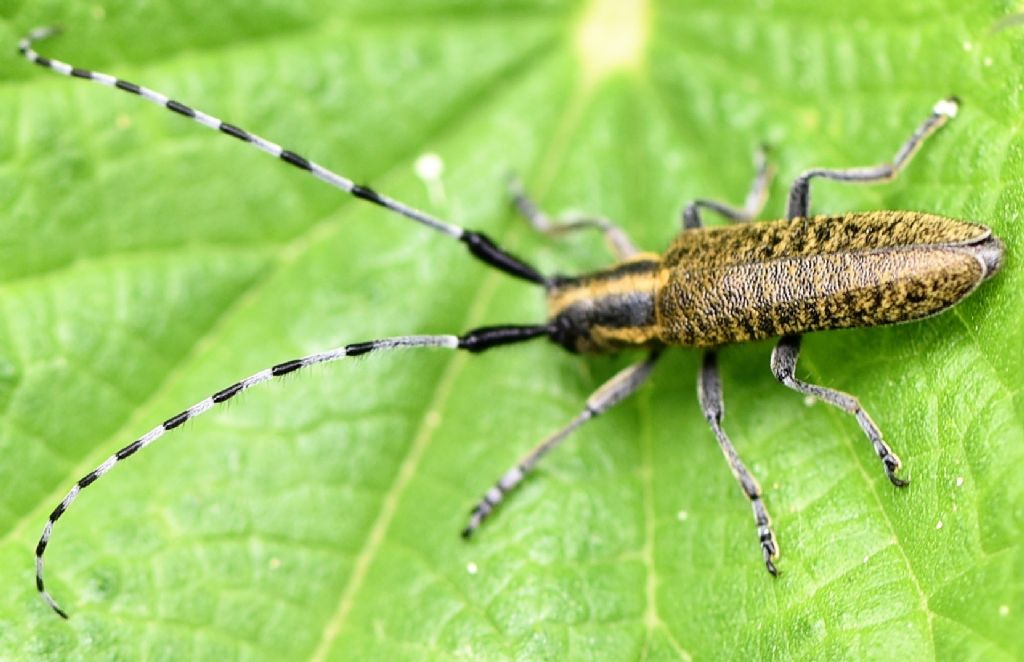 Cerambycidae: Agapanthia villosoviridiscens