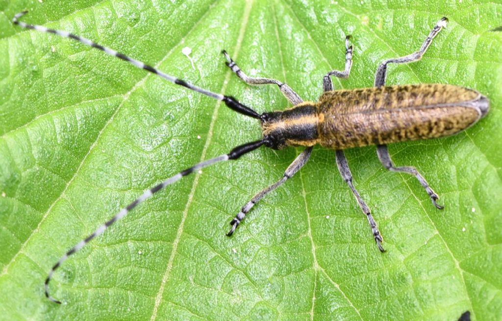 Cerambycidae: Agapanthia villosoviridiscens